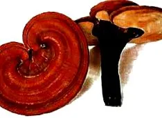 ganoderma