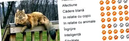 coon maine