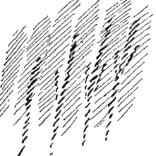 steiner