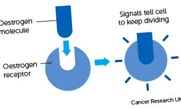 cancerindex