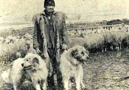 szőrrel