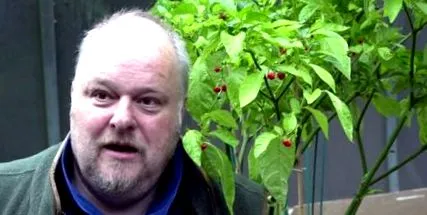 paprika sárkány