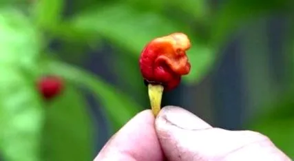 paprika sárkány