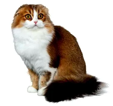 hajtogatás