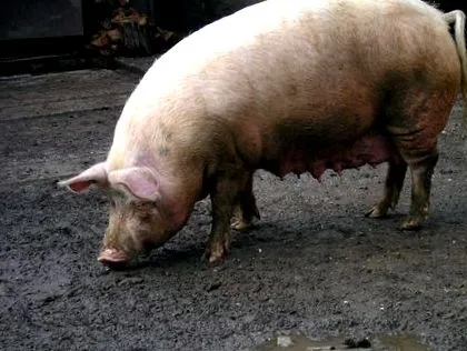 îngrășarea îngrășarea