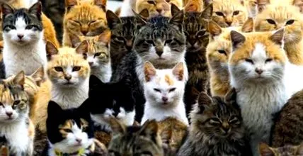 котка носи честно