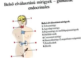 echilibrul hormonal