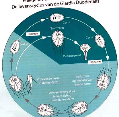 giardiasis hond