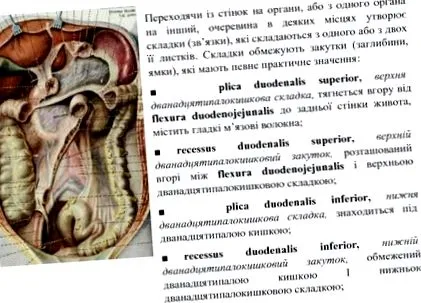 устната кухина plica