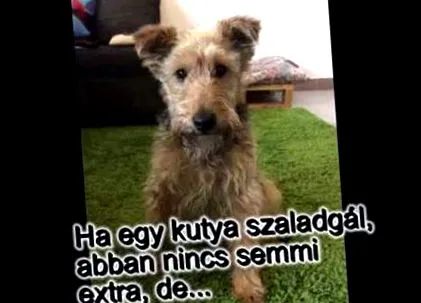 osoasă