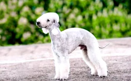 bedlington revista