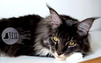 поведінка katzen