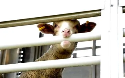овче месо lamb