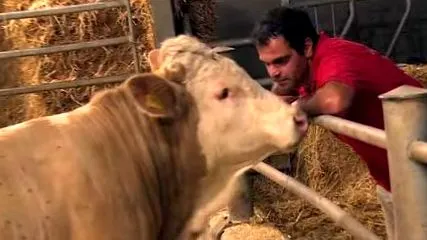 tapeworm bull