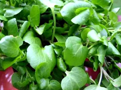 здоров
