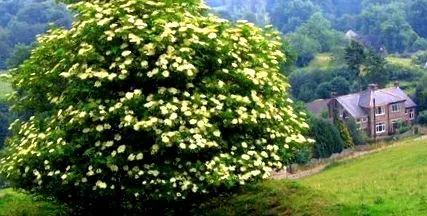 herbalrom