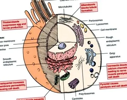 anthelmintikum anthelmintikum
