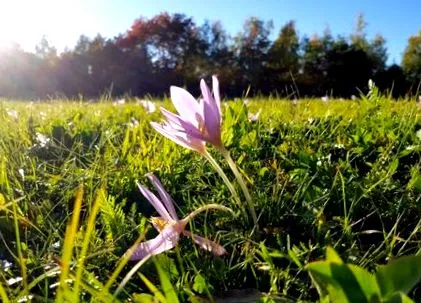програма