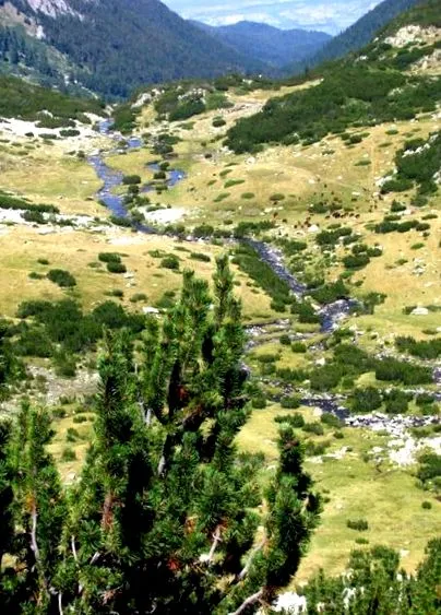 планински планински