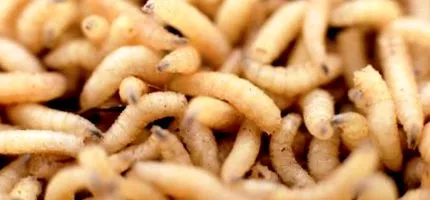 férgek
