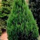 thuja