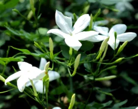 сиралин