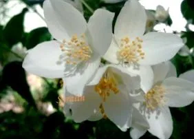 Jasminum officinale