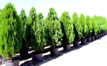 thuja