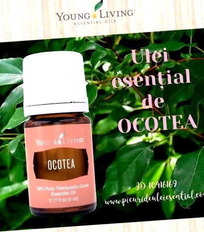ocotea illóolaj