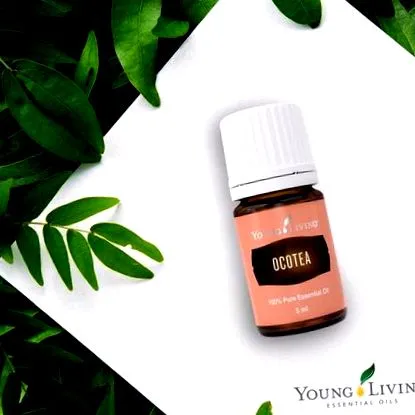 ocotea