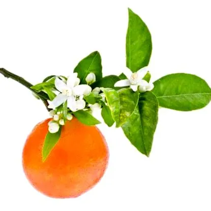 grapefruit