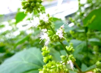 Patchouli illóolaj