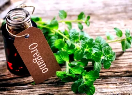 oregano illóolaj
