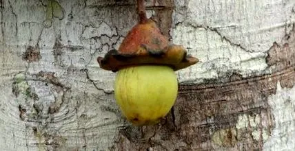 ocotea