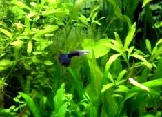 guppy guppy