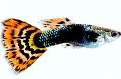 reticulata oldal