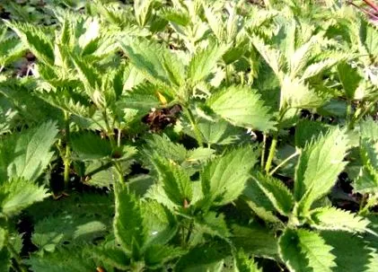 stevia spenót