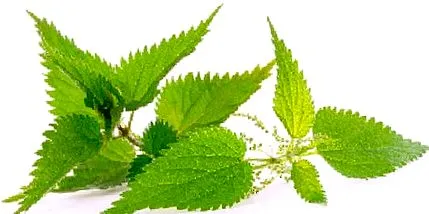 természetes stevia