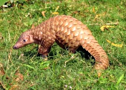 bűnös