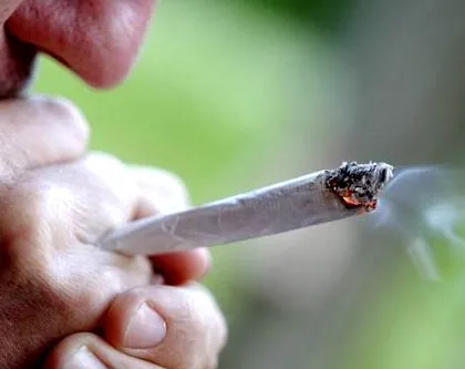 cannabis boală