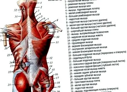 кульшових артрит