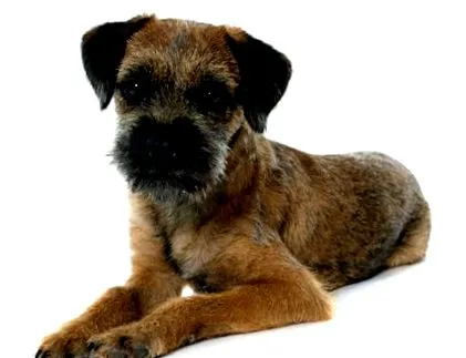border terrier
