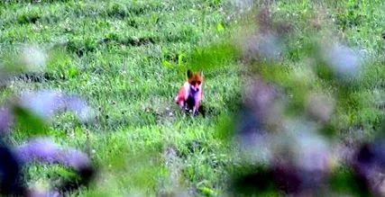 wildlife baba