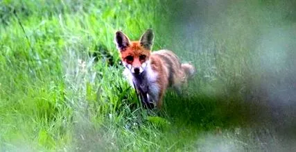 wildlife füle