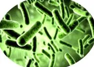 acidophilus