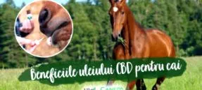 заболувања коњите