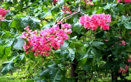aesculus