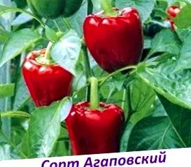 виберіть