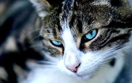 krmivo