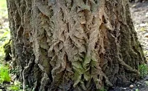 bogyók amur